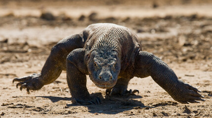 Komodo dragon is running along the ground. Indonesia. Komodo National Park.