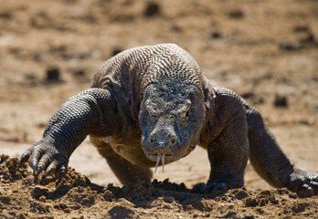 Komodo dragon is running along the ground. Indonesia. Komodo National Park.