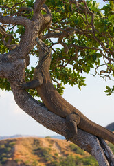 Komodo dragon is climbing up a tree. Indonesia. Komodo National Park.