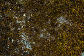 the texture of the stone wall on which orange-green moss grows.
