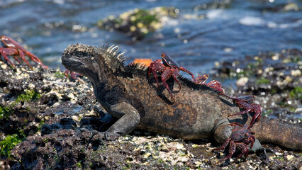 Obraz premium Marine iguana (Amblyrhynchus cristatus) with a red crab on its back is sitting on a stone against the background of the sea. Galapagos Islands. Pacific Ocean. Ecuador.