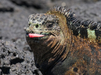 Portrait of the marine iguana (Amblyrhynchus cristatus). Galapagos Islands. Pacific Ocean. Ecuador.