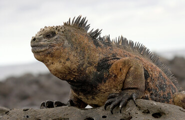 Marine iguana (Amblyrhynchus cristatus) is sitting on the rocks. Galapagos Islands. Pacific Ocean. Ecuador.