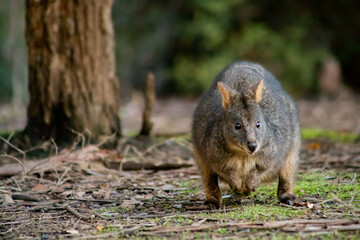 wallabie rufus of tasmania in a park 