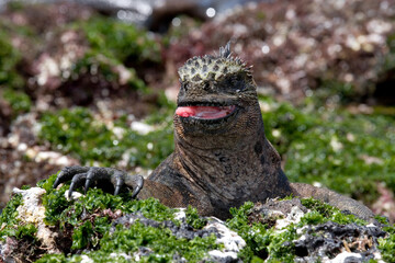 Portrait of the marine iguana (Amblyrhynchus cristatus). Galapagos Islands. Pacific Ocean. Ecuador.