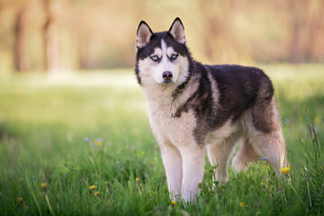 Naklejka na ściany i meble charming dog breed Siberian husky black and white color walks in a collar in nature in the park.