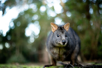 wallabie rufus of tasmania in a park 