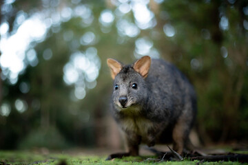 wallabie rufus of tasmania in a park 