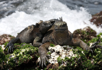 Two marine iguanas (Amblyrhynchus cristatus) are sitting on the rocks against the backdrop of the surf. Galapagos Islands. Pacific Ocean. Ecuador.