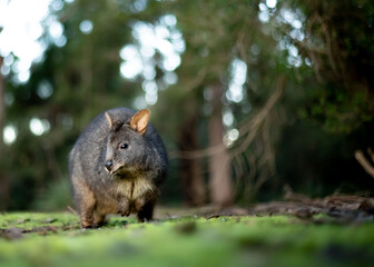 wallabie rufus of tasmania in a park 