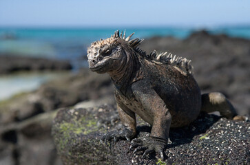 Marine iguana (Amblyrhynchus cristatus) is sitting on the rocks. Galapagos Islands. Pacific Ocean. Ecuador.