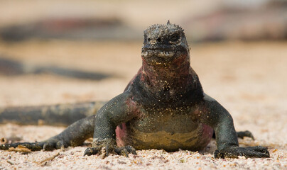 Marine iguana (Amblyrhynchus cristatus) is sitting on the sand. Galapagos Islands. Pacific Ocean. Ecuador.