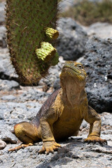 Galapagos land iguana (Conolophus subcristatus) is sitting on the ground. Galapagos Islands. Pacific Ocean. Ecuador.