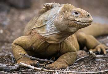 Galapagos land iguana (Conolophus subcristatus) is sitting on the ground. Galapagos Islands. Pacific Ocean. Ecuador.