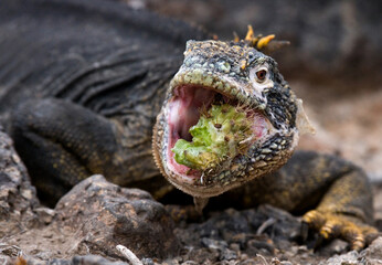Galapagos land iguana (Conolophus subcristatus) is eating cactus. Galapagos Islands. Pacific Ocean. Ecuador.