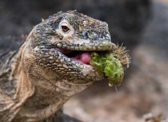 Galapagos land iguana (Conolophus subcristatus) is eating cactus. Galapagos Islands. Pacific Ocean. Ecuador.