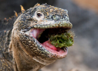 Galapagos land iguana (Conolophus subcristatus) is eating cactus. Galapagos Islands. Pacific Ocean. Ecuador.