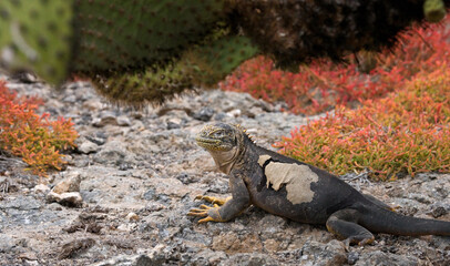 Galapagos land iguana (Conolophus subcristatus) is sitting on the ground. Galapagos Islands. Pacific Ocean. Ecuador.