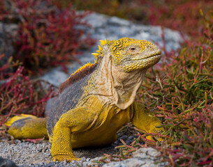 Galapagos land iguana (Conolophus subcristatus) is sitting on the rocks. Galapagos Islands. Pacific Ocean. Ecuador.