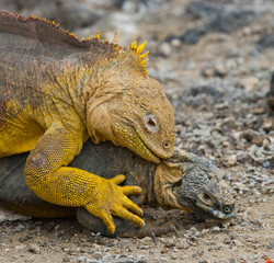 Two Galapagos land iguanas (Conolophus subcristatus) are making love. Galapagos Islands. Pacific Ocean. Ecuador.