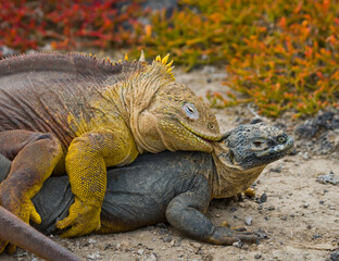 Two Galapagos land iguanas (Conolophus subcristatus) are making love. Galapagos Islands. Pacific Ocean. Ecuador.
