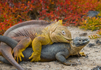 Fototapeta premium Two Galapagos land iguanas (Conolophus subcristatus) are making love. Galapagos Islands. Pacific Ocean. Ecuador.