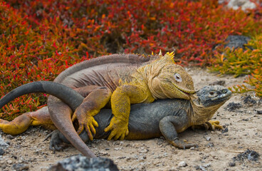 Two Galapagos land iguanas (Conolophus subcristatus)  are making love. Galapagos Islands. Pacific Ocean. Ecuador.