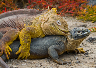 Two Galapagos land iguanas (Conolophus subcristatus) are fighting with each other. Galapagos Islands. Pacific Ocean. Ecuador.