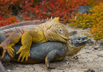 Two Galapagos land iguanas (Conolophus subcristatus) are fighting with each other. Galapagos Islands. Pacific Ocean. Ecuador.