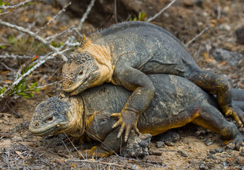 Two Galapagos land iguanas (Conolophus subcristatus) are fighting with each other. The Galapagos Islands. Pacific Ocean. Ecuador.