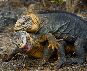 Two Galapagos land iguanas (Conolophus subcristatus) are fighting with each other. The Galapagos Islands. Pacific Ocean. Ecuador.
