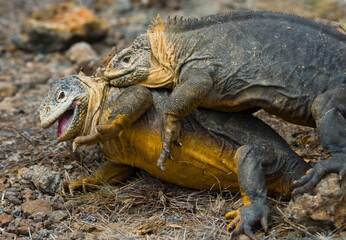 Two Galapagos land iguanas (Conolophus subcristatus) are fighting with each other. The Galapagos Islands. Pacific Ocean. Ecuador.