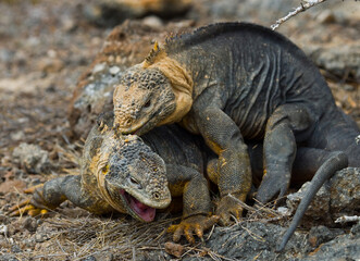 Two Galapagos land iguanas (Conolophus subcristatus) are fighting with each other. The Galapagos Islands. Pacific Ocean. Ecuador.