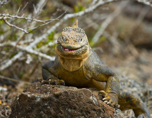 Galapagos land iguana (Conolophus subcristatus) is sitting on the rocks. The Galapagos Islands. Pacific Ocean. Ecuador.