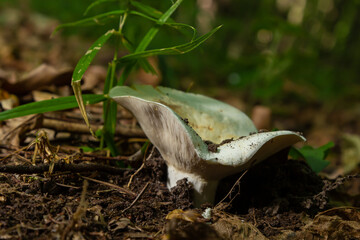 Lactarius vellereus or Lactarius piperatus is large white gilled and edible mushroom with a flat cap common in Europe and America