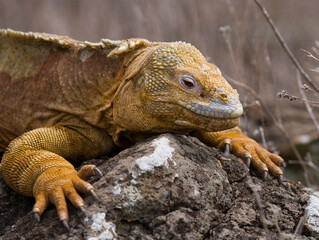 Galapagos land iguana (Conolophus subcristatus) is sitting on the rocks. The Galapagos Islands. Pacific Ocean. Ecuador.