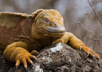 Galapagos land iguana (Conolophus subcristatus) is sitting on the rocks. The Galapagos Islands. Pacific Ocean. Ecuador.