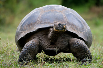 Giant turtle (Chelonoidis elephantopus) in the grass. Galapagos Islands. Pacific Ocean. Ecuador.