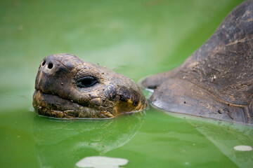 Giant Galapagos turtle (Chelonoidis elephantopus) in a puddle. Galapagos. Islands. Ecuador.