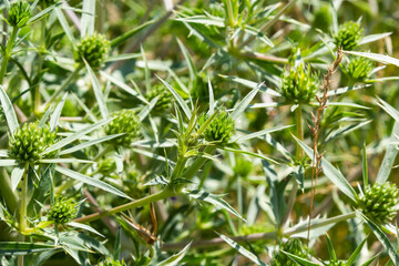 field eryngo or eryngium campestre. Cardo corredor. Plant member of the Apiaceae family.