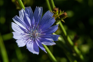 Fototapeta premium Blue Chicory flowers, close up. Violet Cichorium intybus blossoms, called as sailor, chicory, coffee weed, or succory is a somewhat woody, herbaceous perennial plant of the dandelion family Asteraceae