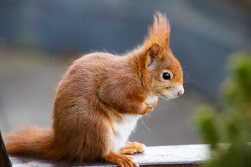 Cute pregnant squirrel 