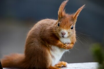 Pregnant squirrel looking cute

