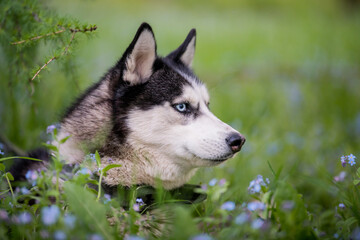 Portrait of a blue-eyed Siberian Husky looking seriously to the side among forget-me-nots.