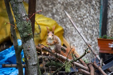 squirrel on a tree