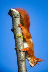 Red squirrel looking upside down from a tree