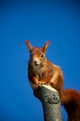 Cute squirrel enjoys the sun