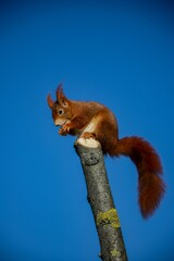 Red squirrel on a tree