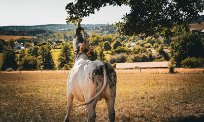 Kuh sucht Leckereien im Baum 