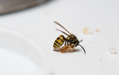 Wespe bei Nahrungsaufnahme